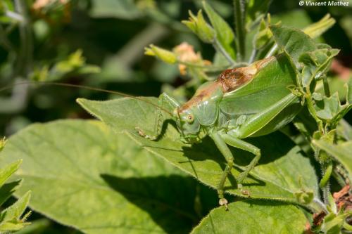 Tettigonia cantans
