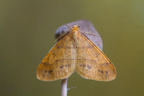 Réf. 174 121 : Agriopis aurantiaria