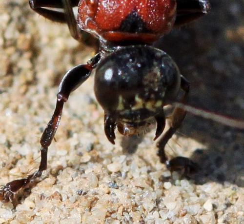 Réf. 174 124 : Oryttus concinnus