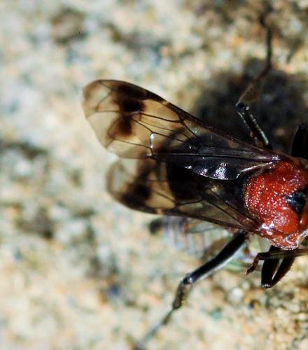 Oryttus concinnus