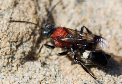 Réf. 174 123 : Oryttus concinnus