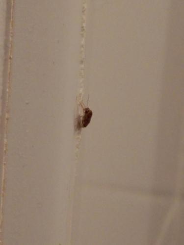 Deraeocoris lutescens