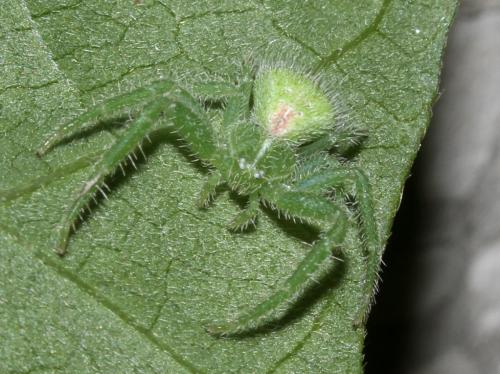 Heriaeus hirtus