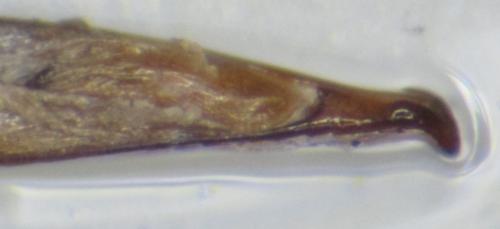 Réf. 174 639 : Harpalus anxius