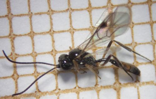 Cryptinae