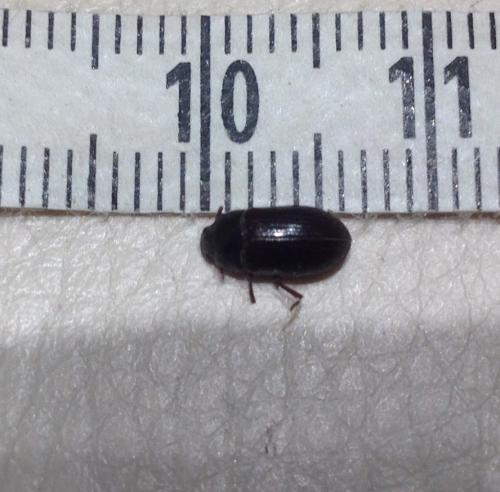 Alphitobius diaperinus