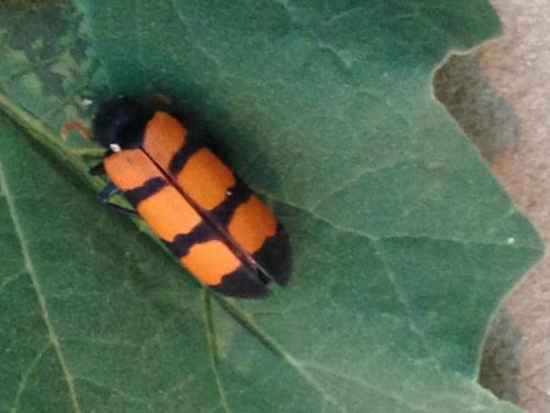 Hycleus trifasciatus