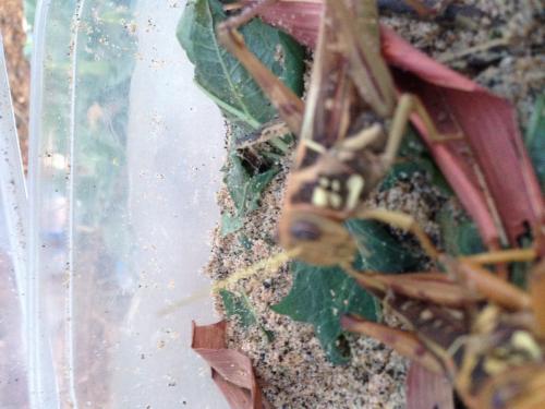 Kraussaria angulifera