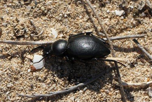 Tentyria sp.