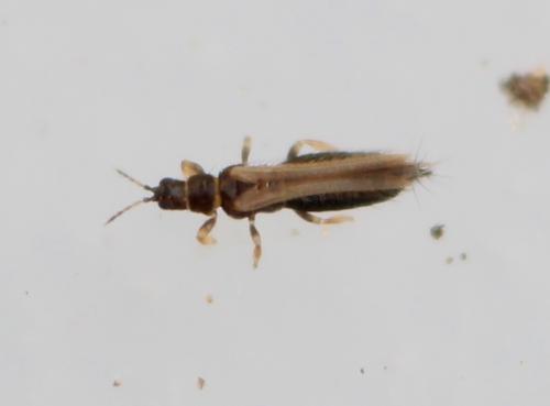 Réf. 174 491 : Thripinae inconnu