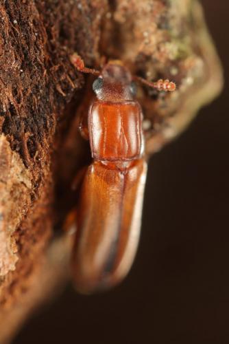 Aulonium trisulcum