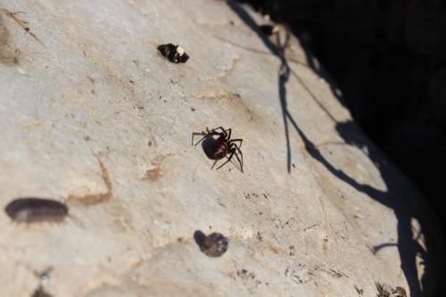 Steatoda grossa