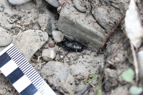 Réf. 174 939 : Gryllus bimaculatus