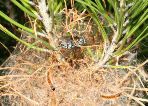 Phryxe caudata