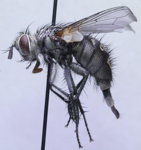 Réf. 174 532 : Phryxe caudata