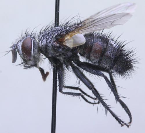 Réf. 174 533 : Phryxe caudata