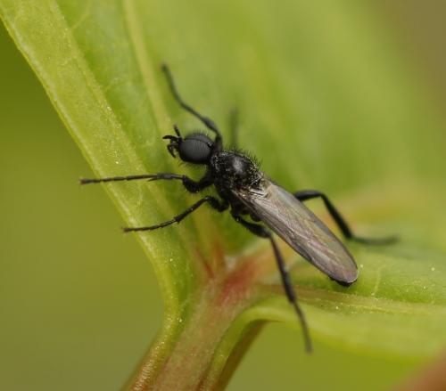 Bibio anglicus