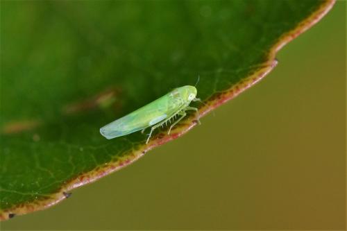 Réf. 174 260 : Empoasca sp.