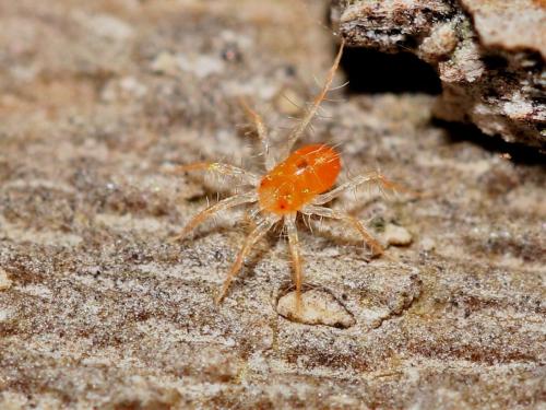 Erythracarus epigeus