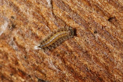 Réf. 174 495 : Polyxenus lagurus