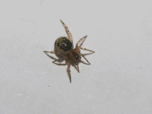Réf. 174 844 : Sardinidion blackwalli