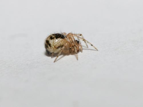 Réf. 174 845 : Sardinidion blackwalli
