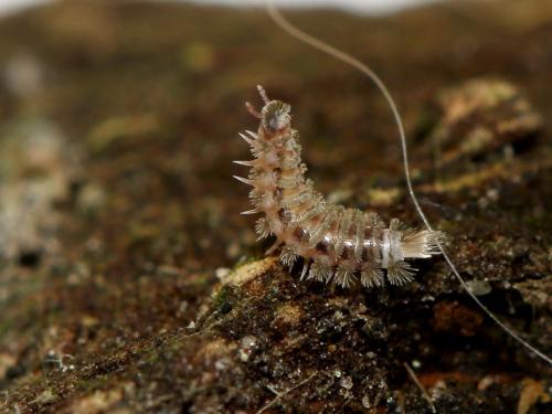 Réf. 174 538 : Polyxenus lagurus