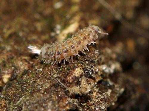 Réf. 174 539 : Polyxenus lagurus