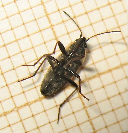 Xanthochilus quadratus