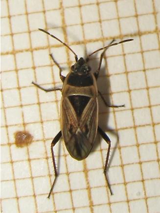 Réf. 174 035 : Xanthochilus quadratus