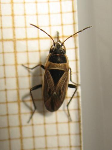 Réf. 174 036 : Xanthochilus quadratus