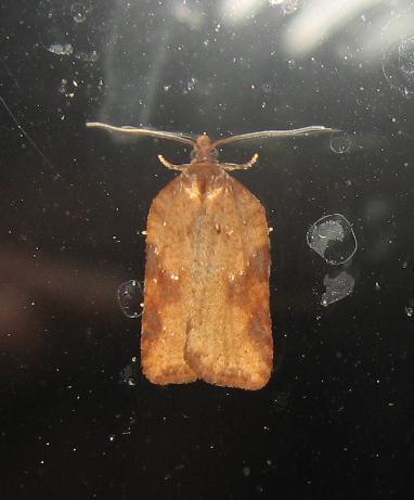 Réf. 174 072 : Acleris sp.