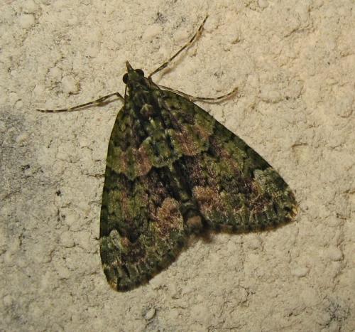 Réf. 174 070 : Chloroclysta siterata