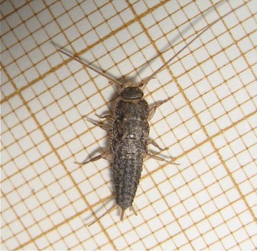 Ctenolepisma lineata