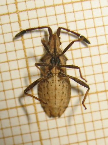 Réf. 174 077 : Coriomeris sp.