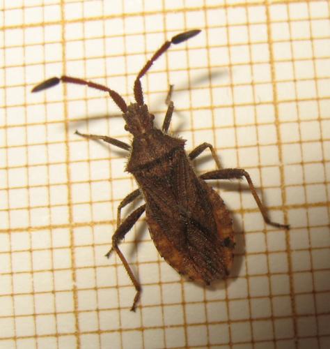 Réf. 174 078 : Coriomeris sp.