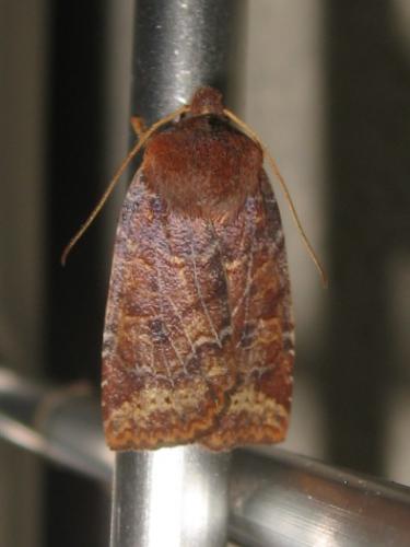 Réf. 174 758 : Conistra ligula