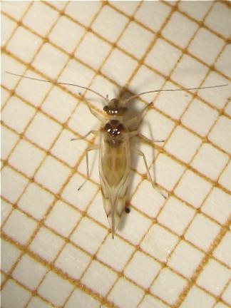 Graphopsocus cruciatus