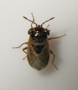 Réf. 174 020 : Geocoris megacephalus