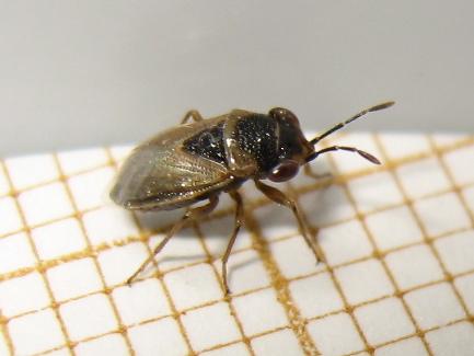 Réf. 174 021 : Geocoris megacephalus