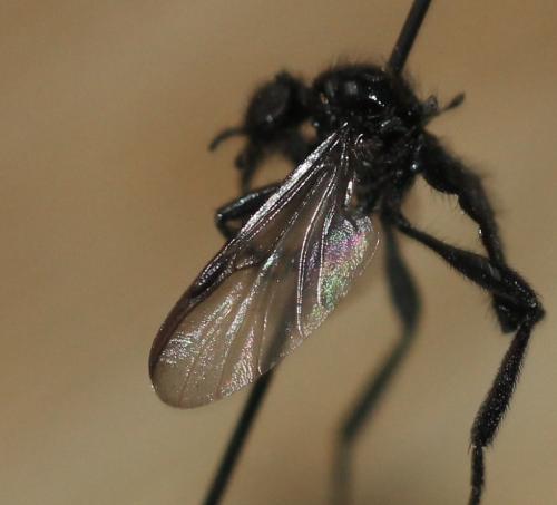 Bibio anglicus
