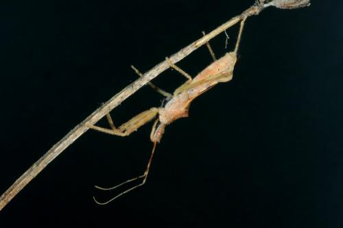 Nagusta goedelii