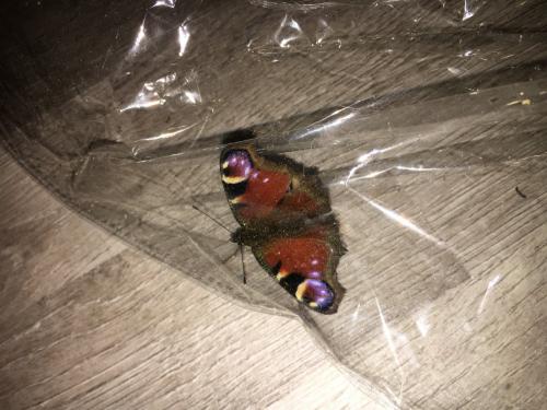 Aglais io