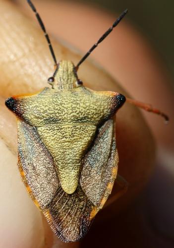 Carpocoris mediterraneus atlanticus