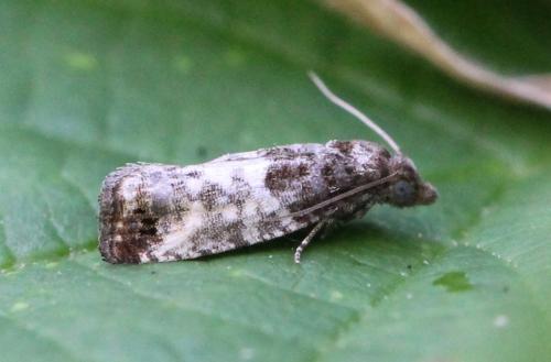 Réf. 174 355 : Spilonota ocellana