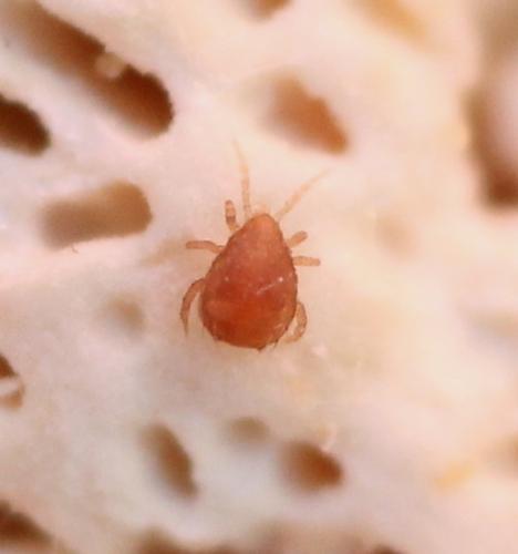 Réf. 174 943 : Lasioseius muricatus