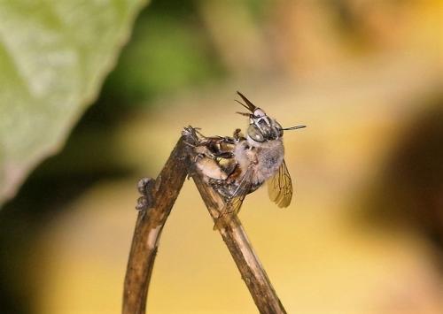 Amegilla garrula