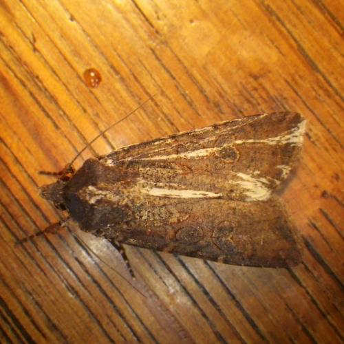 Réf. 174 067 : Peridroma saucia