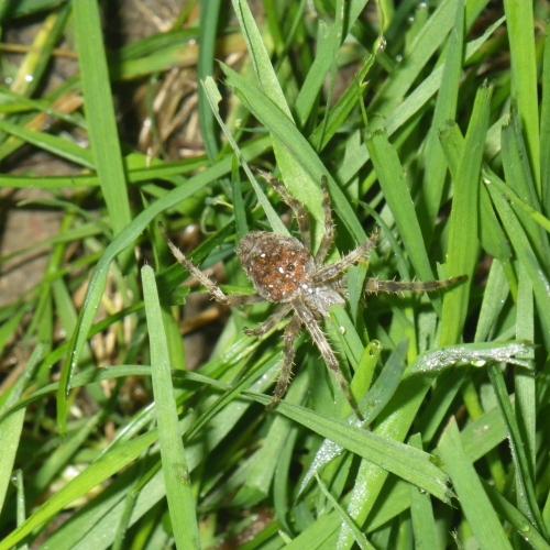 Réf. 174 003 : Araneus sp.
