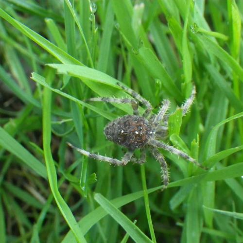 Réf. 174 029 : Araneus sp.